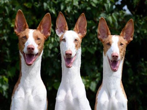 venta de podencos ibicencos|Podenco Ibicenco Perros Raza